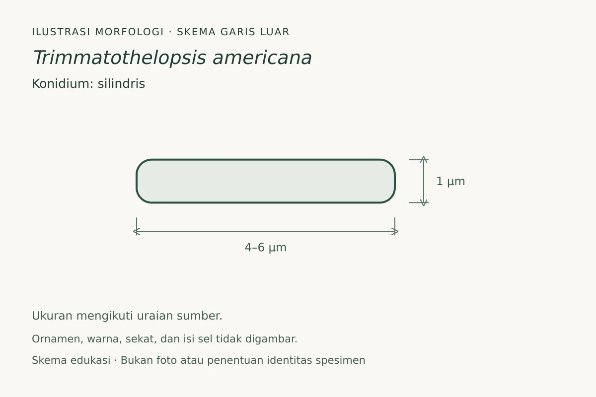 Skema garis luar konidium Trimmatothelopsis americana: silindris, ukuran 4–6 × 1 µm