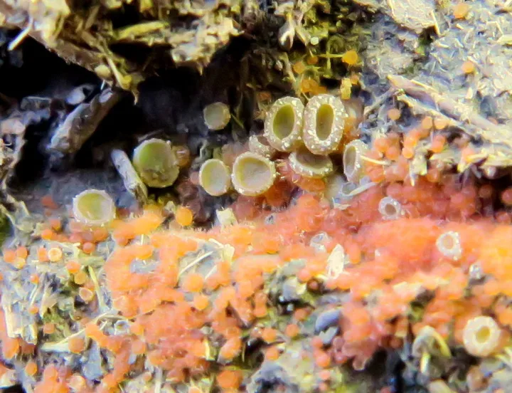Foto yang diasosiasikan dengan Lasiobolus papillatus pada iNaturalist