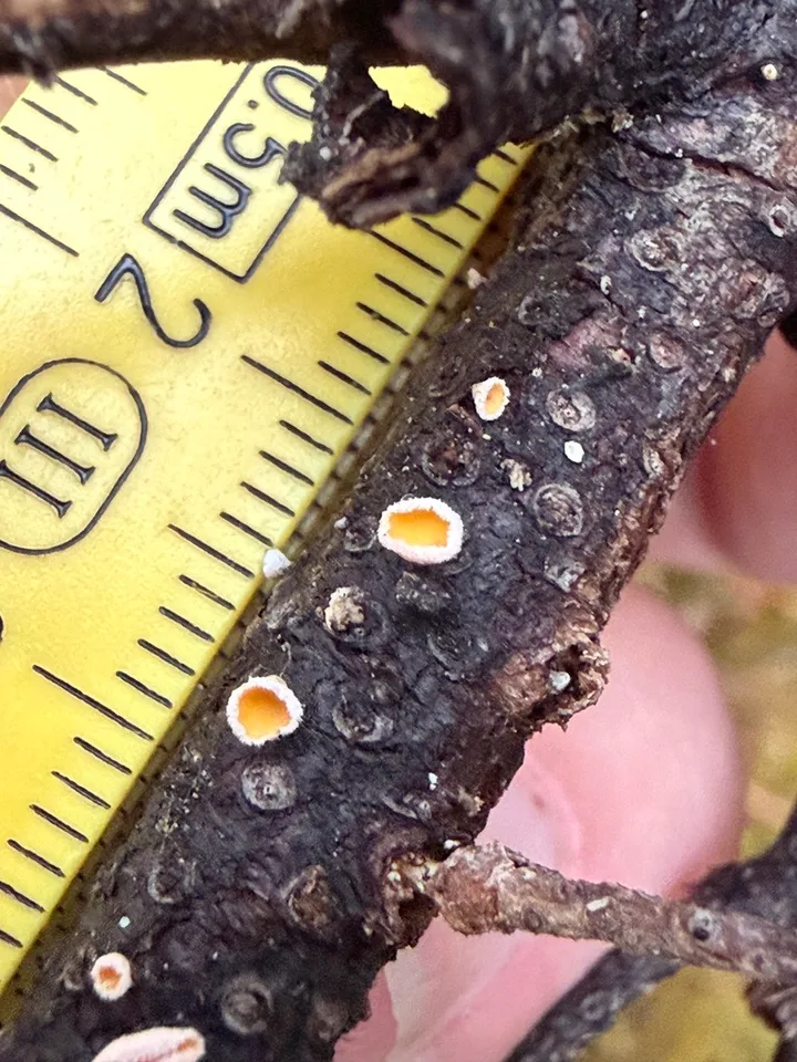 Foto yang diasosiasikan dengan Capitotricha bicolor pada iNaturalist