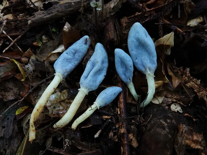 Foto yang diasosiasikan dengan Clavogaster virescens pada iNaturalist