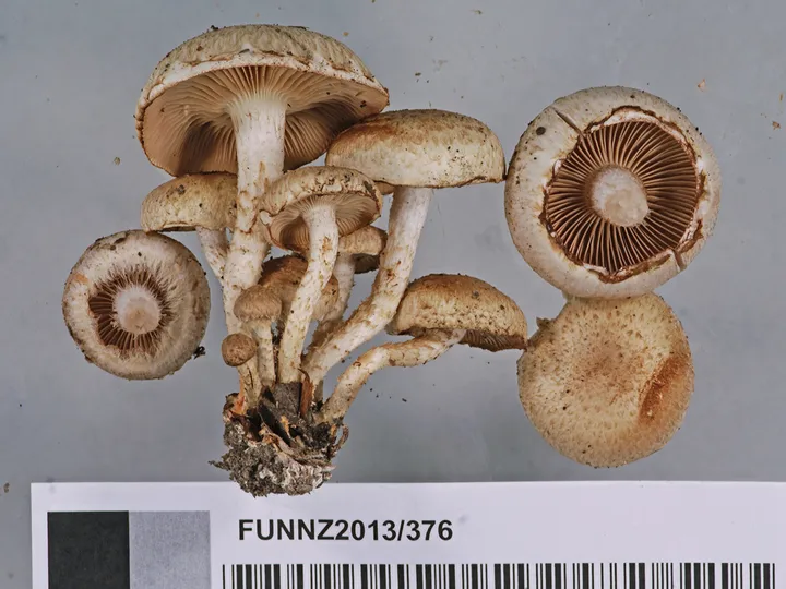 Foto yang diasosiasikan dengan Pholiota gummosa pada iNaturalist