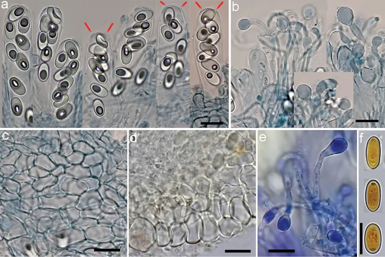 Pelat ilmiah Coprotus epithecioides menurut sumber