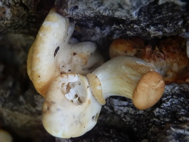 Foto yang diasosiasikan dengan Pleurotus populinus pada iNaturalist