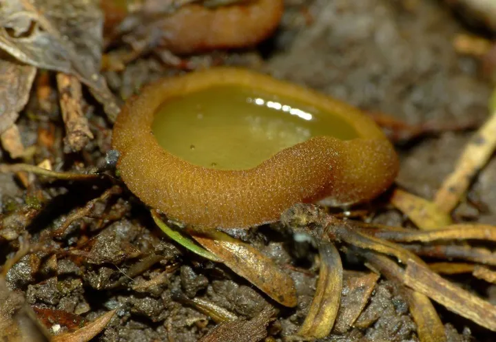 Foto yang diasosiasikan dengan Aleurina magnicellula pada iNaturalist