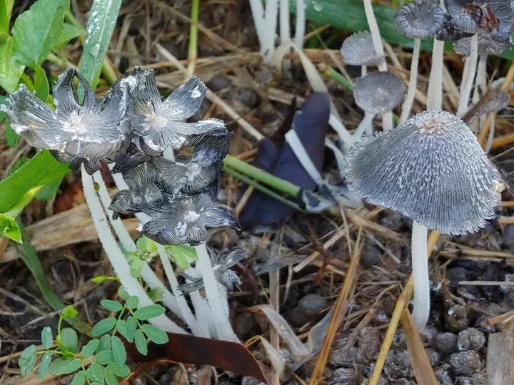 Foto yang diasosiasikan dengan Coprinopsis cinerea pada iNaturalist