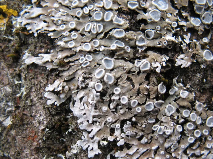 Foto yang diasosiasikan dengan Physconia distorta pada iNaturalist