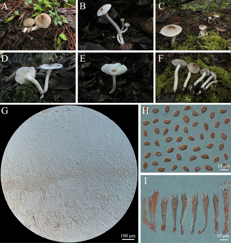 Pelat ilmiah Hygrophorus fuscopapillatus menurut sumber