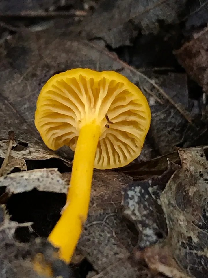 Foto yang diasosiasikan dengan Cantharellus parvoflavus pada iNaturalist