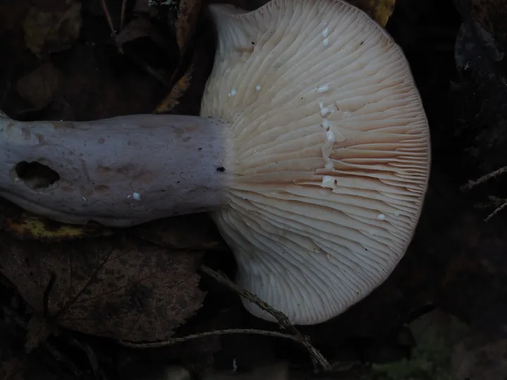Foto yang diasosiasikan dengan Lactarius flexuosus pada iNaturalist