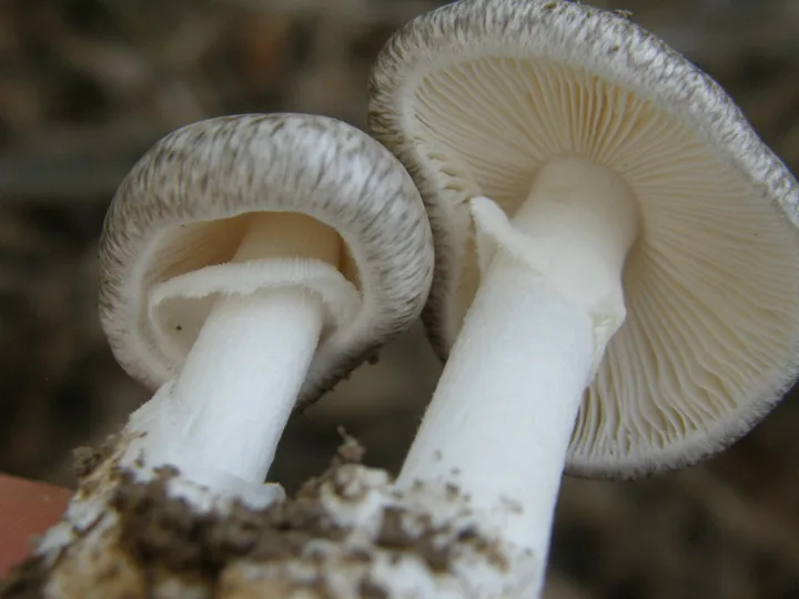 Foto yang diasosiasikan dengan Amanita marmorata pada iNaturalist