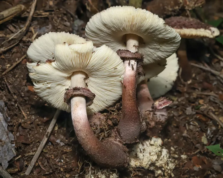 Foto yang diasosiasikan dengan Leucoagaricus gongylophorus pada iNaturalist