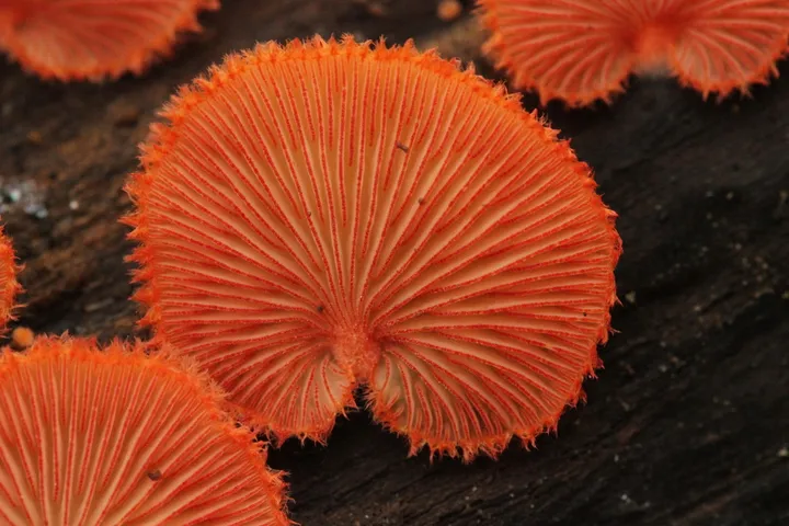 Foto yang diasosiasikan dengan Crepidotus cinnabarinus pada iNaturalist
