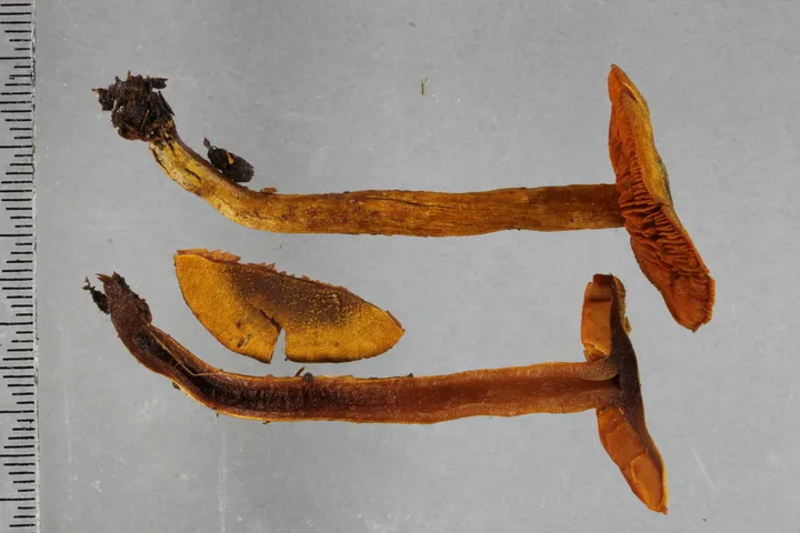 Foto yang diasosiasikan dengan Cortinarius egmontianus pada iNaturalist