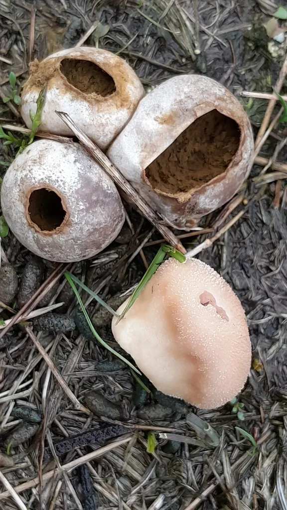 Foto yang diasosiasikan dengan Lycoperdon pratense pada iNaturalist