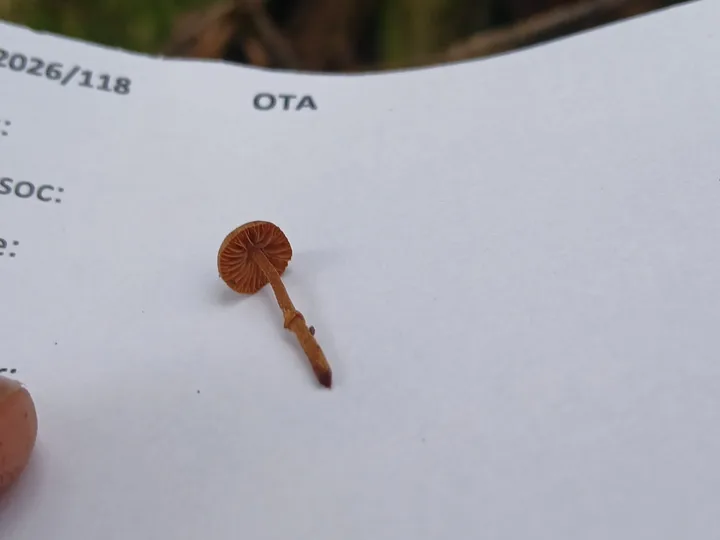 Foto yang diasosiasikan dengan Pholiotina gracilenta pada iNaturalist