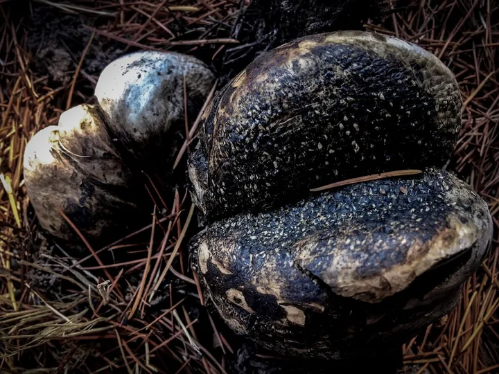 Foto yang diasosiasikan dengan Pisolithus arhizus pada iNaturalist