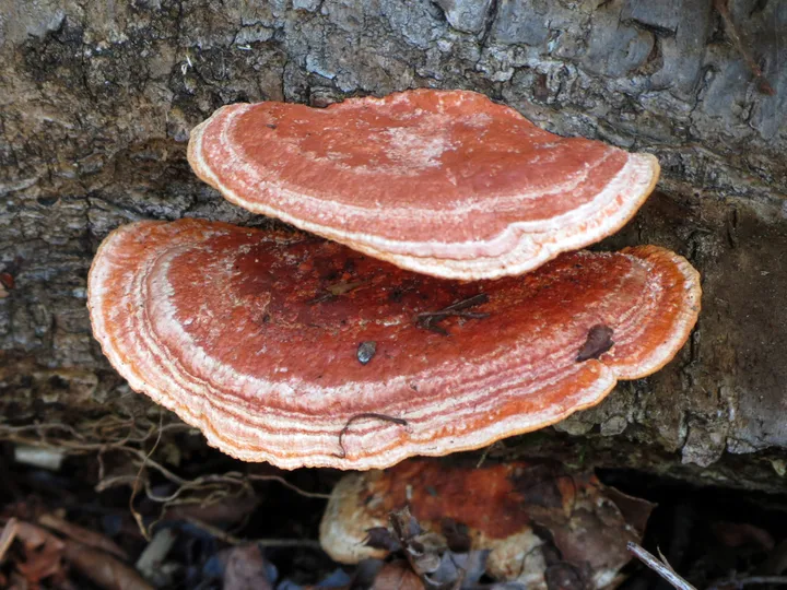 Foto yang diasosiasikan dengan Trametes coccinea pada iNaturalist
