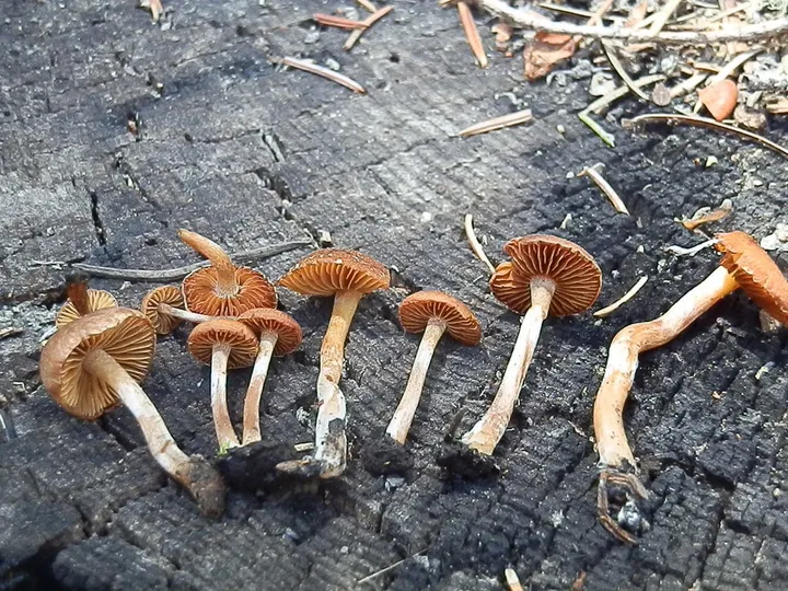 Foto yang diasosiasikan dengan Crassisporium funariophilum pada iNaturalist