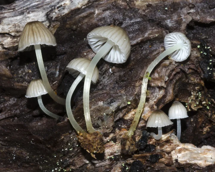 Foto yang diasosiasikan dengan Mycena subviscosa pada iNaturalist