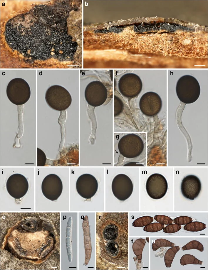 Struktur aseksual Mycosphaerangium tetrasporum pada panel a–n; panel o–u menampilkan Coryneum spp.