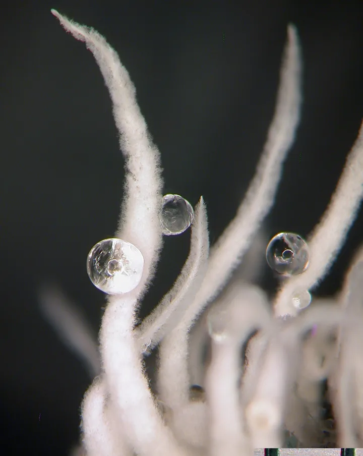 Foto yang diasosiasikan dengan Beauveria felina pada iNaturalist