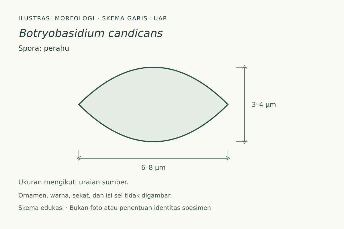 Skema garis luar spora Botryobasidium candicans: perahu, ukuran 6–8 × 3–4 µm