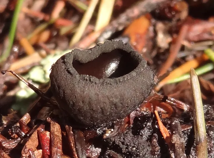 Foto yang diasosiasikan dengan Pseudoplectania nigrella pada iNaturalist