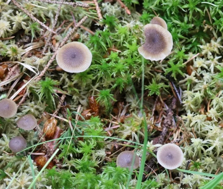 Foto yang diasosiasikan dengan Sphagnurus paluster pada iNaturalist