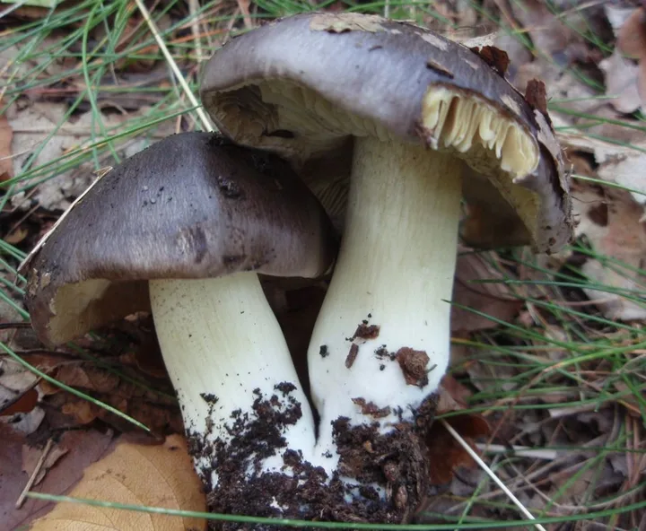Foto yang diasosiasikan dengan Tricholoma portentosum pada iNaturalist