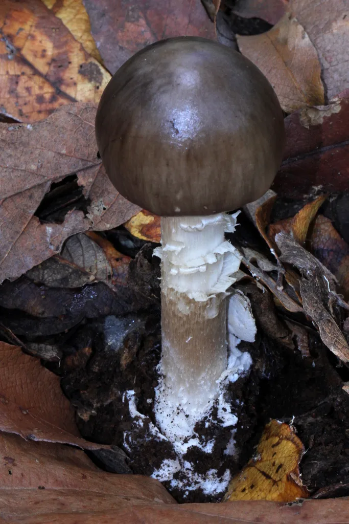 Foto yang diasosiasikan dengan Amanita arocheae pada iNaturalist
