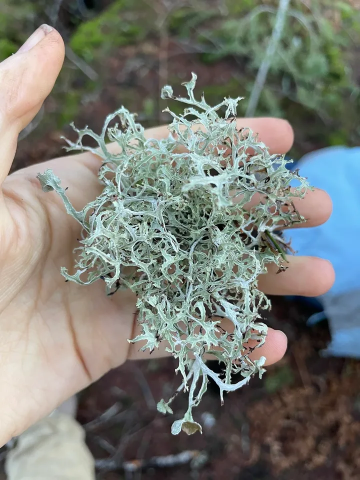 Foto yang diasosiasikan dengan Platismatia stenophylla pada iNaturalist
