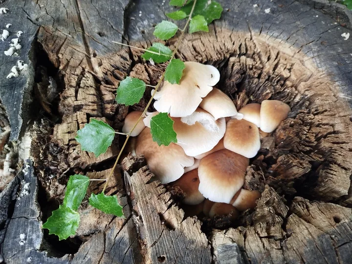 Foto yang diasosiasikan dengan Cyclocybe cylindracea pada iNaturalist