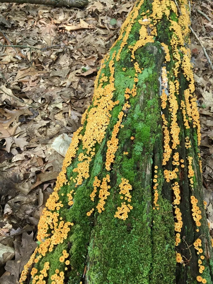 Foto yang diasosiasikan dengan Xeromphalina kauffmanii pada iNaturalist