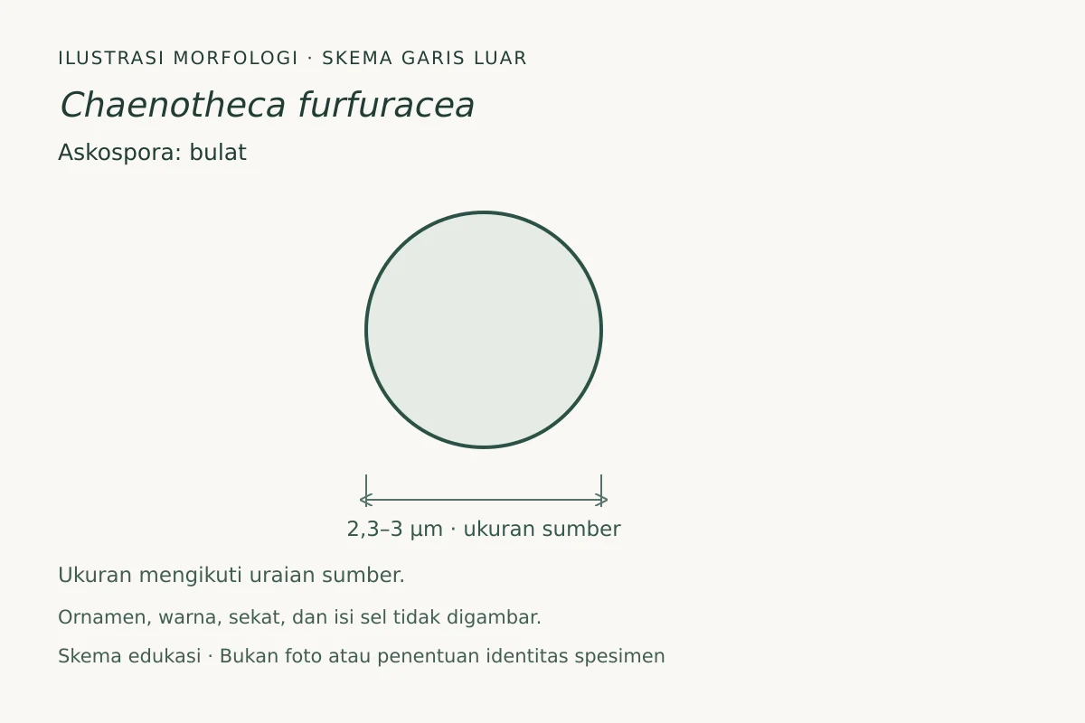Skema garis luar askospora Chaenotheca furfuracea: bulat, ukuran 2,3–3 µm