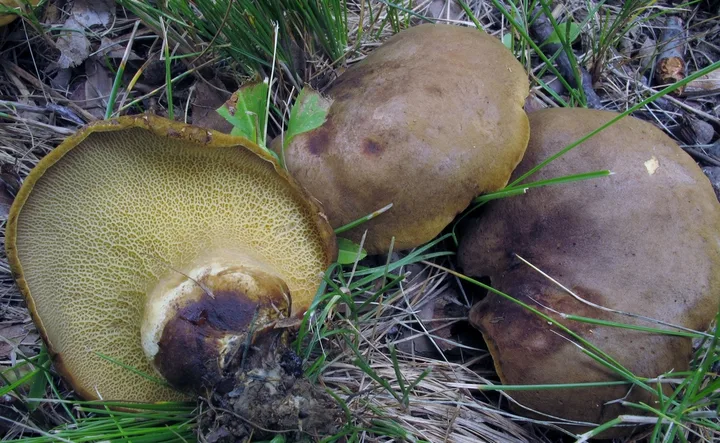 Foto yang diasosiasikan dengan Boletinellus merulioides pada iNaturalist
