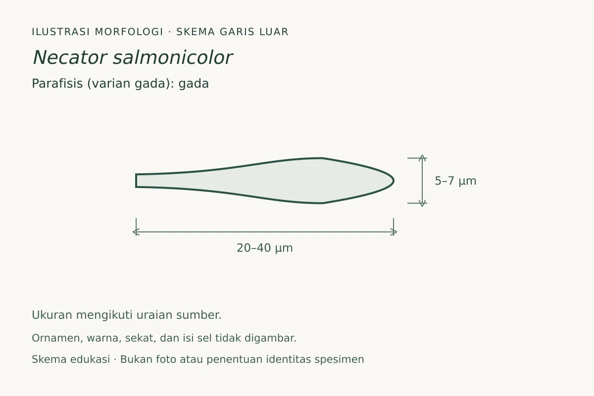 Skema garis luar parafisis (varian gada) Necator salmonicolor: gada, ukuran 20–40 × 5–7 µm