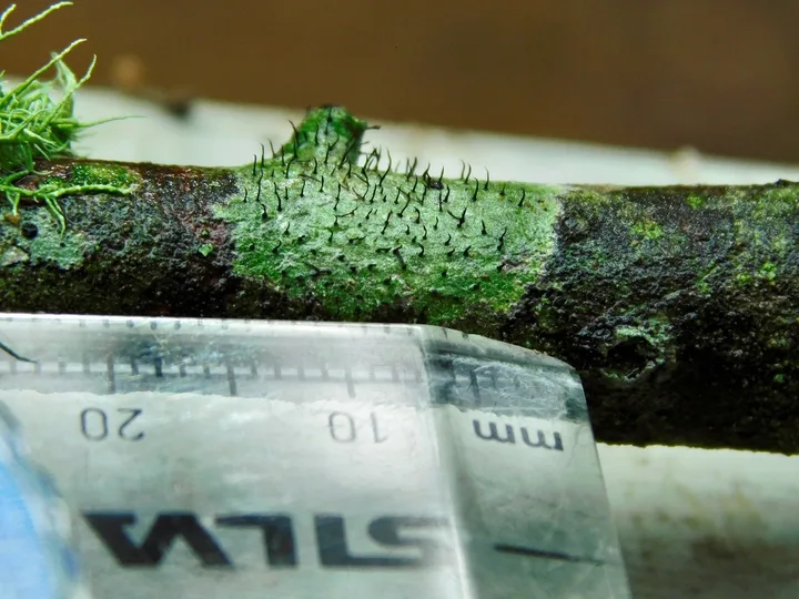 Foto yang diasosiasikan dengan Gyalideopsis buckii pada iNaturalist