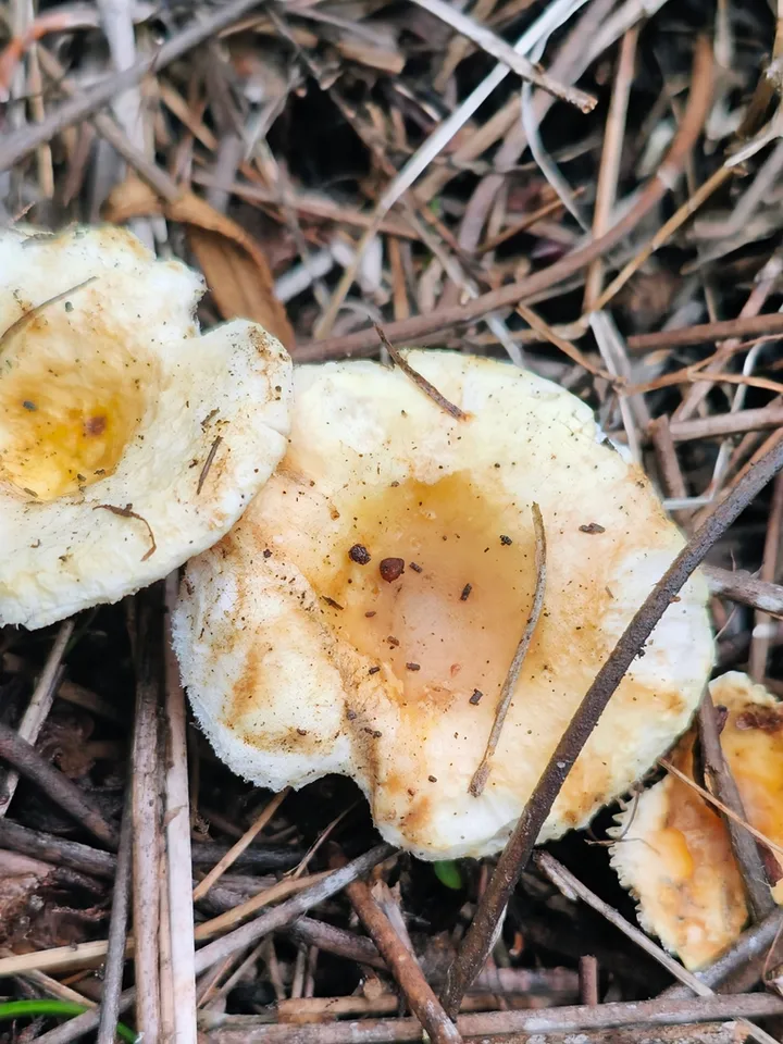 Foto yang diasosiasikan dengan Hygrophoropsis ochraceolutea pada iNaturalist