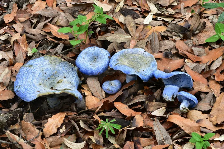 Foto yang diasosiasikan dengan Lactarius indigo pada iNaturalist