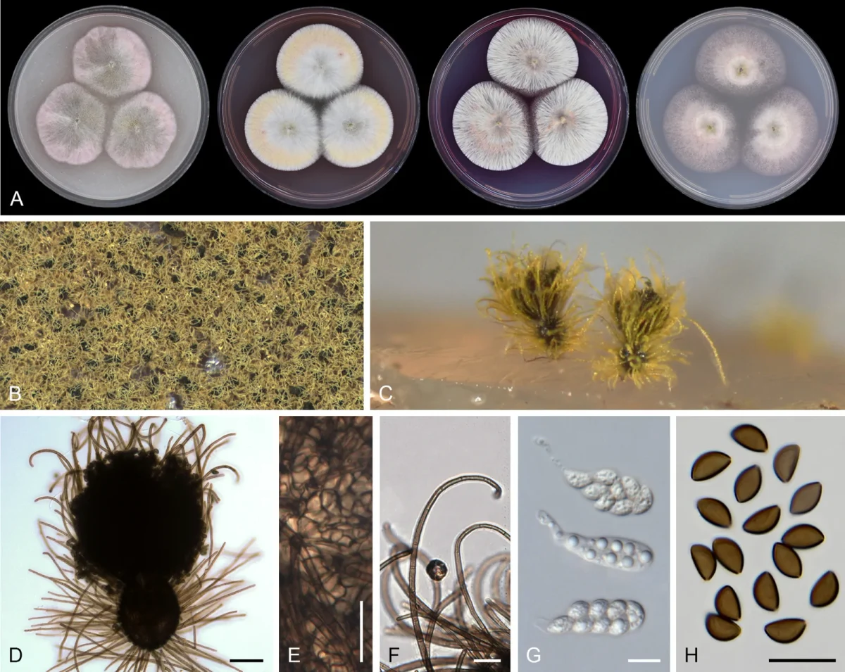 Pelat ilmiah Arcopilus aureus menurut sumber