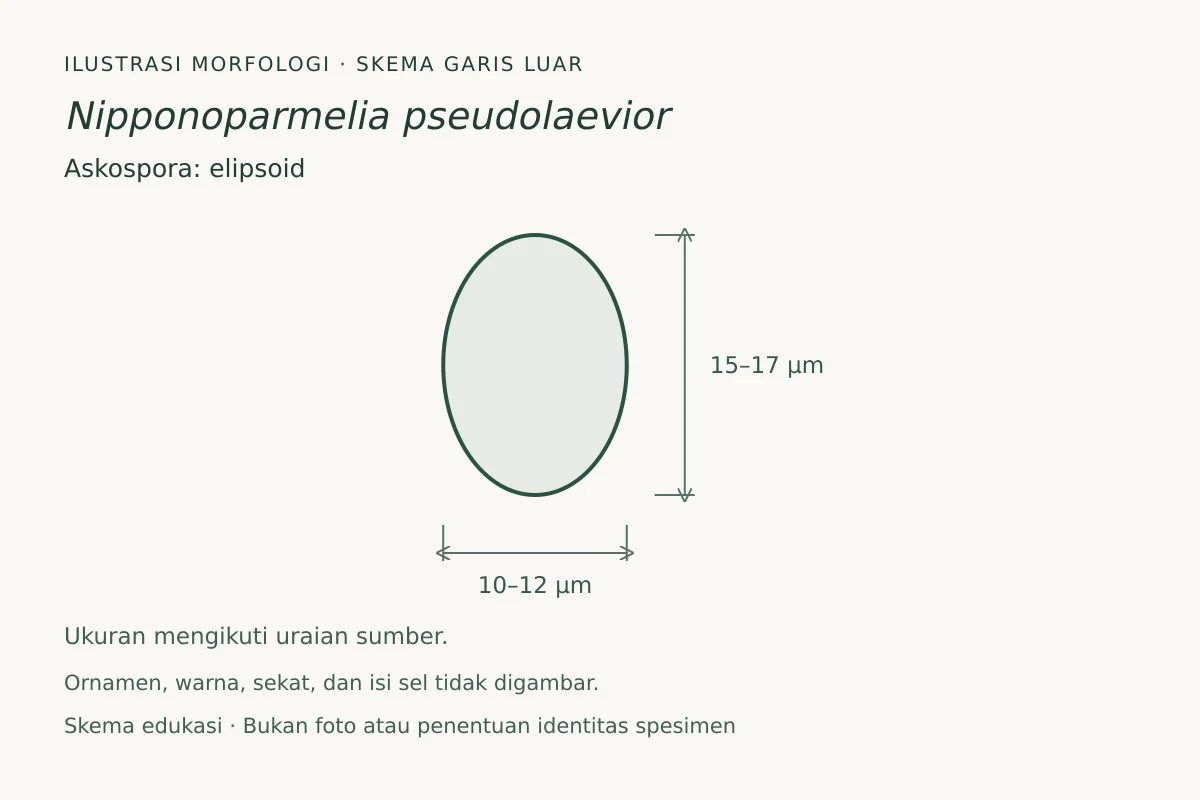 Skema garis luar askospora Nipponoparmelia pseudolaevior: elipsoid, ukuran 10–12 × 15–17 µm