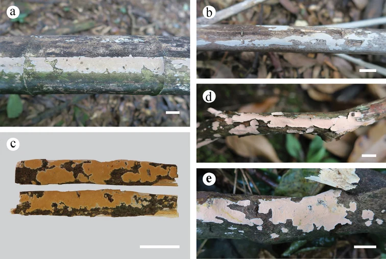 Pelat perbandingan basidioma Aleurodiscus; Aleurodiscus subroseus ditampilkan pada panel d–e