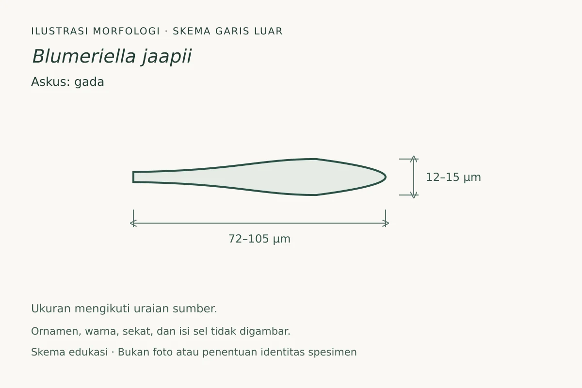 Skema garis luar askus Blumeriella jaapii: gada, ukuran 72–105 × 12–15 µm