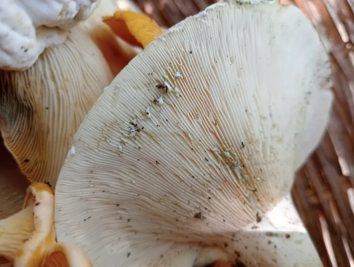 Foto yang diasosiasikan dengan Lactifluus glaucescens pada iNaturalist