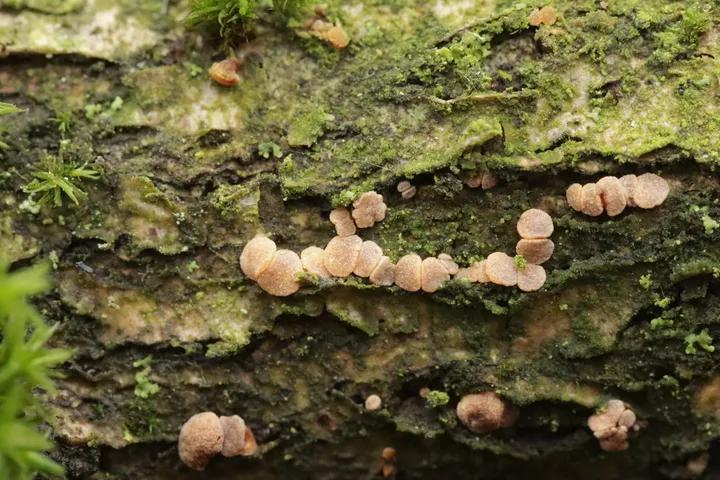Foto yang diasosiasikan dengan Pezicula cinnamomea pada iNaturalist