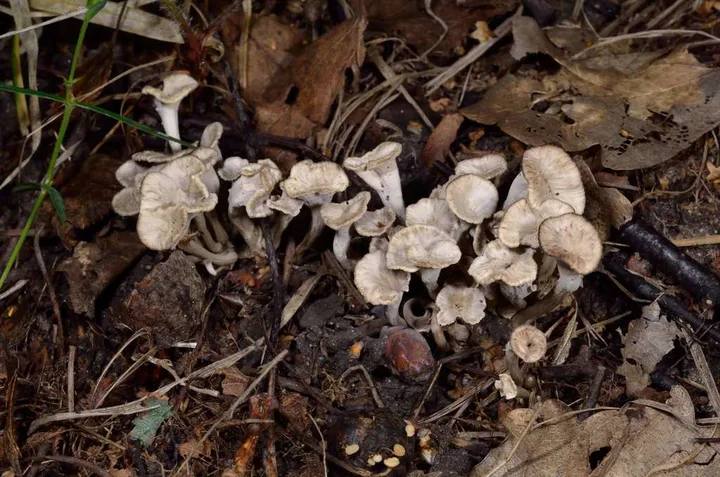 Foto yang diasosiasikan dengan Craterellus undulatus pada iNaturalist