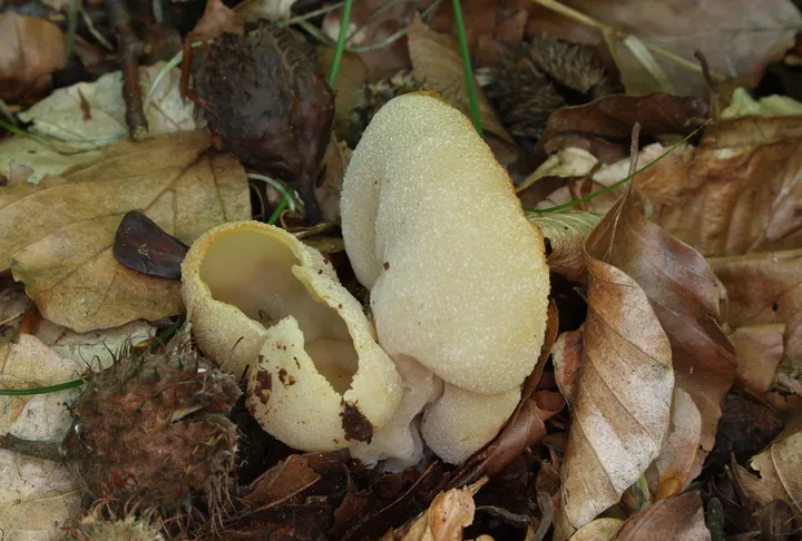 Foto yang diasosiasikan dengan Peziza arvernensis pada iNaturalist