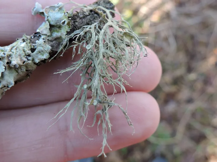 Foto yang diasosiasikan dengan Ramalina farinacea pada iNaturalist