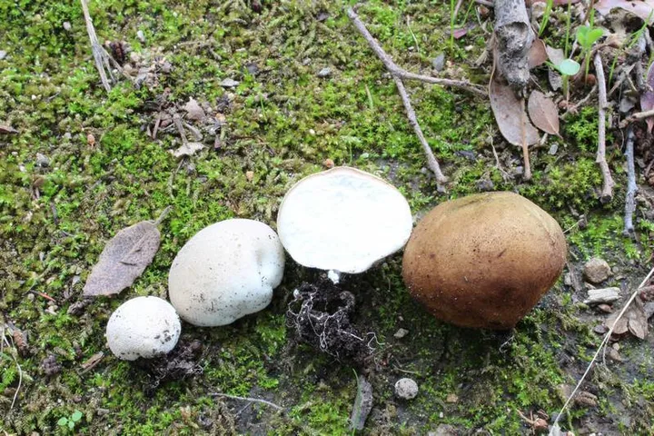 Foto yang diasosiasikan dengan Bovista aestivalis pada iNaturalist