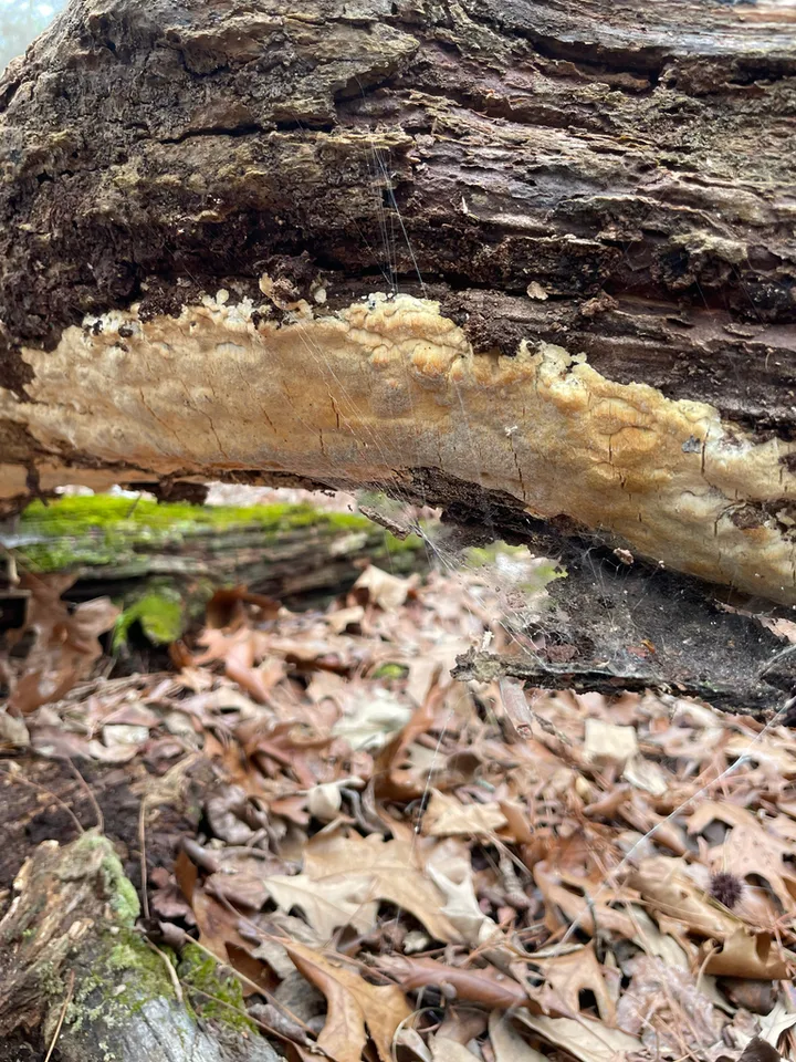 Foto yang diasosiasikan dengan Poriella subacida pada iNaturalist